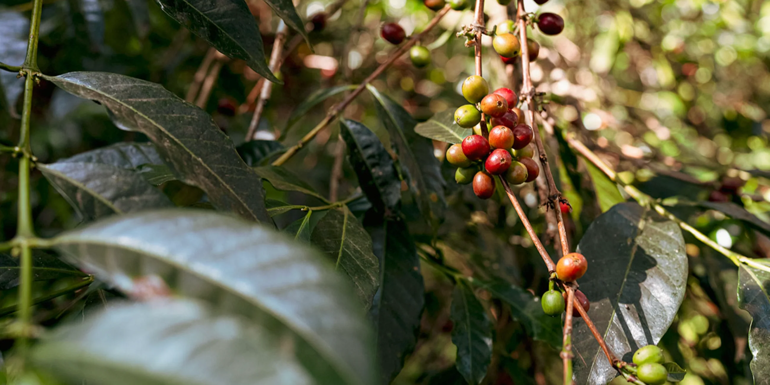 Kyoto's Finest Coffee to Your Door